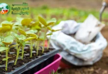 ما هي محسنات التربة الزراعية (Soil Amendments) وكيف تحقق الإنتاجية القصوى لمحاصيلك؟