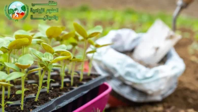 ما هي محسنات التربة الزراعية (Soil Amendments) وكيف تحقق الإنتاجية القصوى لمحاصيلك؟