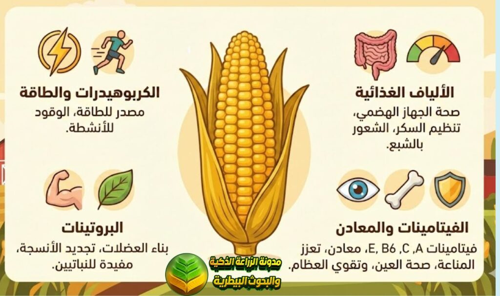 الفوائد الصحية للذرة الصفراء