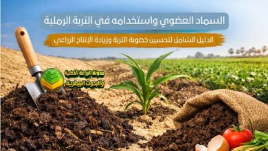 السماد العضوي واستخدامه في التربة الرملية: الدليل الشامل لتحسين خصوبة التربة وزيادة الإنتاج الزراعي