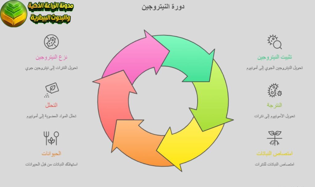 مراحل دورة النيتروجين في الطبيعة