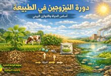 دورة النيتروجين في الطبيعة: شرح شامل وأهميتها في الزراعة واستدامة التربة