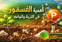 الفسفور في التربة: الأهمية، الأنواع، وطرق تحسين الاستفادة منه