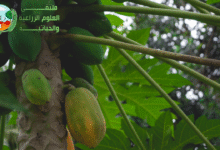 فاكهة البابايا : معلومات مهمة عن فاكهة البابايا المشهورة