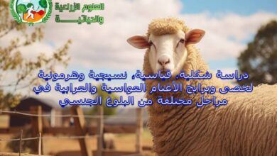 دراسة شكلية, قياسية, نسيجية وهرمونية لخصى وبرابخ الاغنام العواسية والعرابية في مراحل مختلفة من البلوغ الجنسي