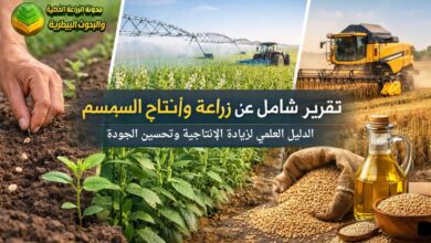 تقرير شامل عن زراعة وإنتاج السمسم: الدليل العلمي لزيادة الإنتاجية وتحسين الجودة