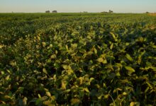 زراعة وانتاج البرسيم الحجازي