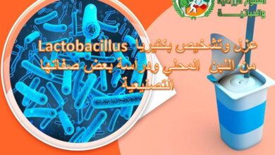 بكتريا اللبن المحلي