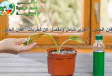 تقرير شامل ومفصل عن فطريات اعفان الجذور