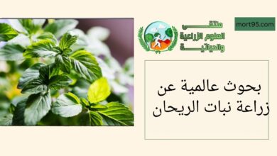 بحوث عالمية حول زراعة نبات الريحان