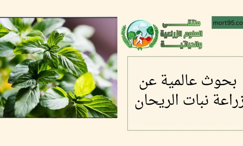 بحوث عالمية حول زراعة نبات الريحان