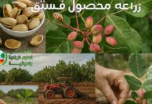 زراعة الفستق: الدليل الشامل لنجاح المحصول وأسرار العناية والإنتاج