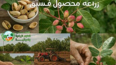زراعة الفستق: الدليل الشامل لنجاح المحصول وأسرار العناية والإنتاج