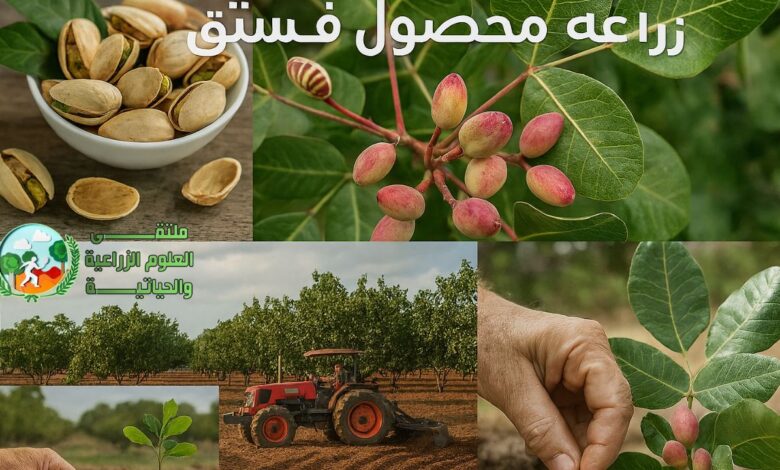 زراعة الفستق: الدليل الشامل لنجاح المحصول وأسرار العناية والإنتاج