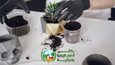 زراعة الأنسجة النباتية: تقنية مبتكرة لتعزيز الإنتاج الزراعي
