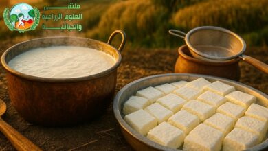 صناعة قيمر العرب (العراقي): التراث الأصيل ومراحل الإنتاج من الحليب إلى المائدة