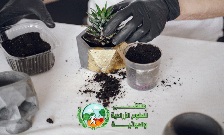 زراعة الأنسجة النباتية: تقنية مبتكرة لتعزيز الإنتاج الزراعي