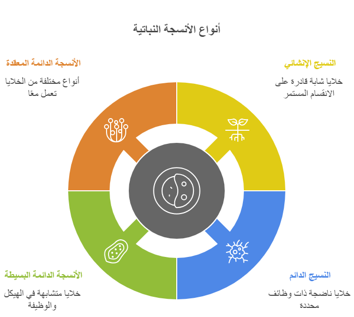 زراعة الأنسجة النباتية
