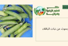 بحوث محلية وعالمية حول نبات الباقلاء