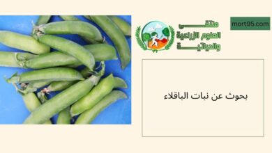 بحوث محلية وعالمية حول نبات الباقلاء