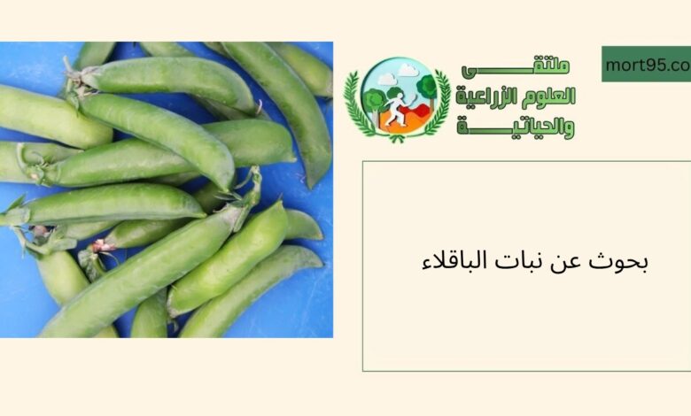 بحوث محلية وعالمية حول نبات الباقلاء