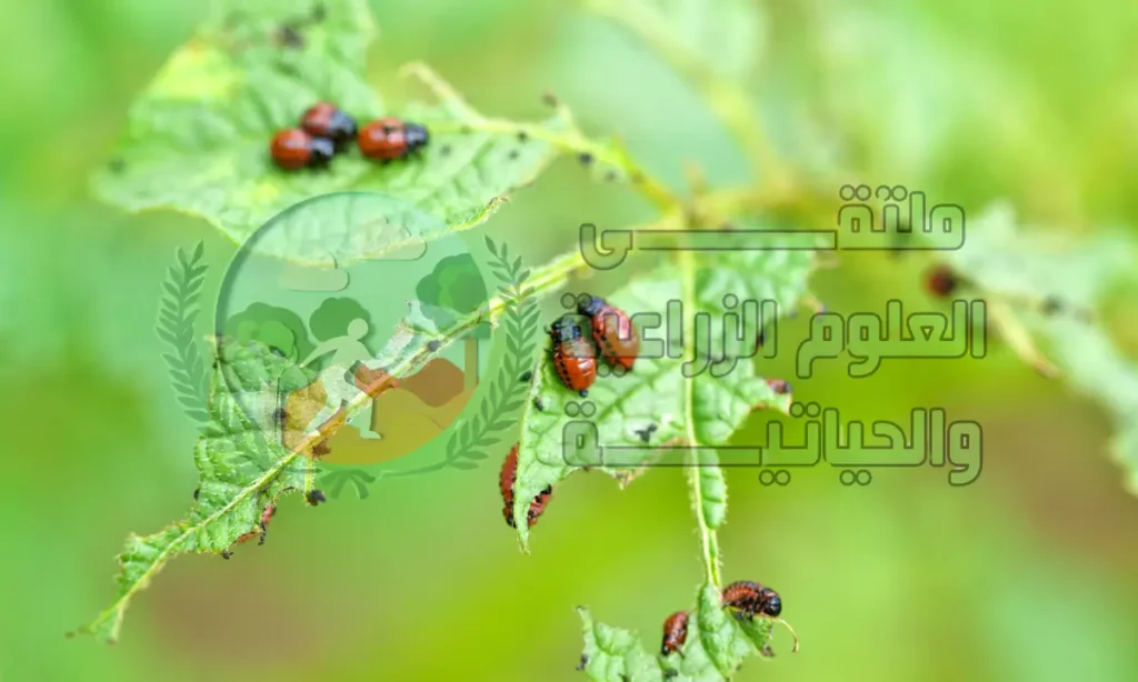 ما هي أبرز آفات المحاصيل الشتوية وطرق مكافحتها؟