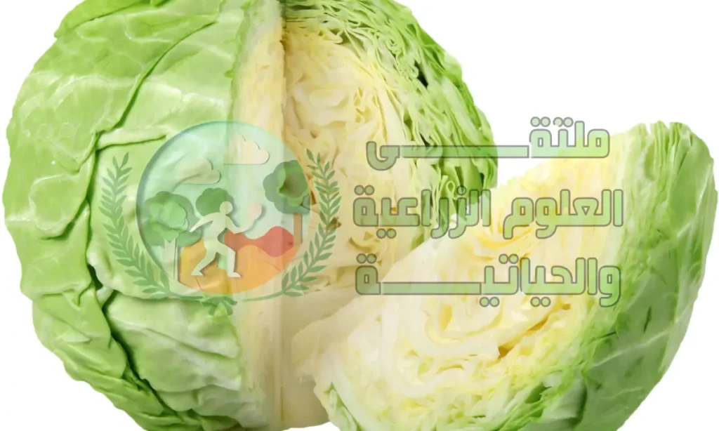 ما هي طرق زراعة الملفوف (الكرنب)؟