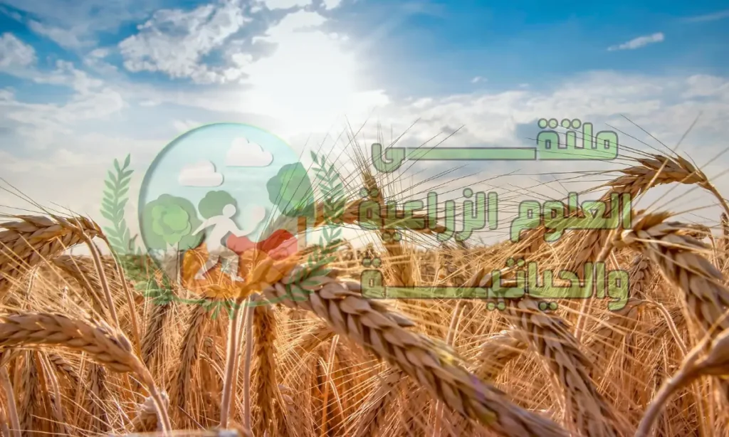 كيف تتم زراعة القمح؟