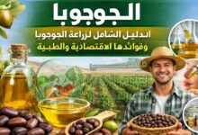 زراعة الجوجوبا بالتفصيل: الفوائد، الإنتاج، والعائد الاقتصادي