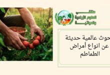 بحوث عالمية حديثة عن انواع أمراض الطماطم