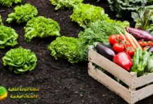 التربة الزراعية: دليلك الشامل لفهم أساس الإنتاج الزراعي | Agricultural Soil