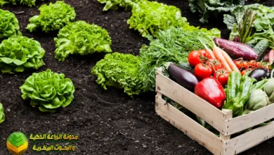 التربة الزراعية: دليلك الشامل لفهم أساس الإنتاج الزراعي | Agricultural Soil
